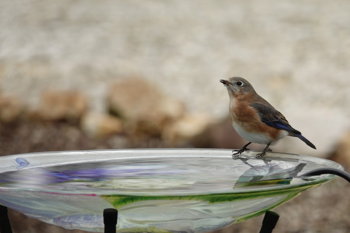 Azulejo Oriental - ML647002901