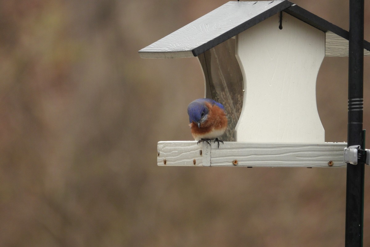 Azulejo Oriental - ML647002902