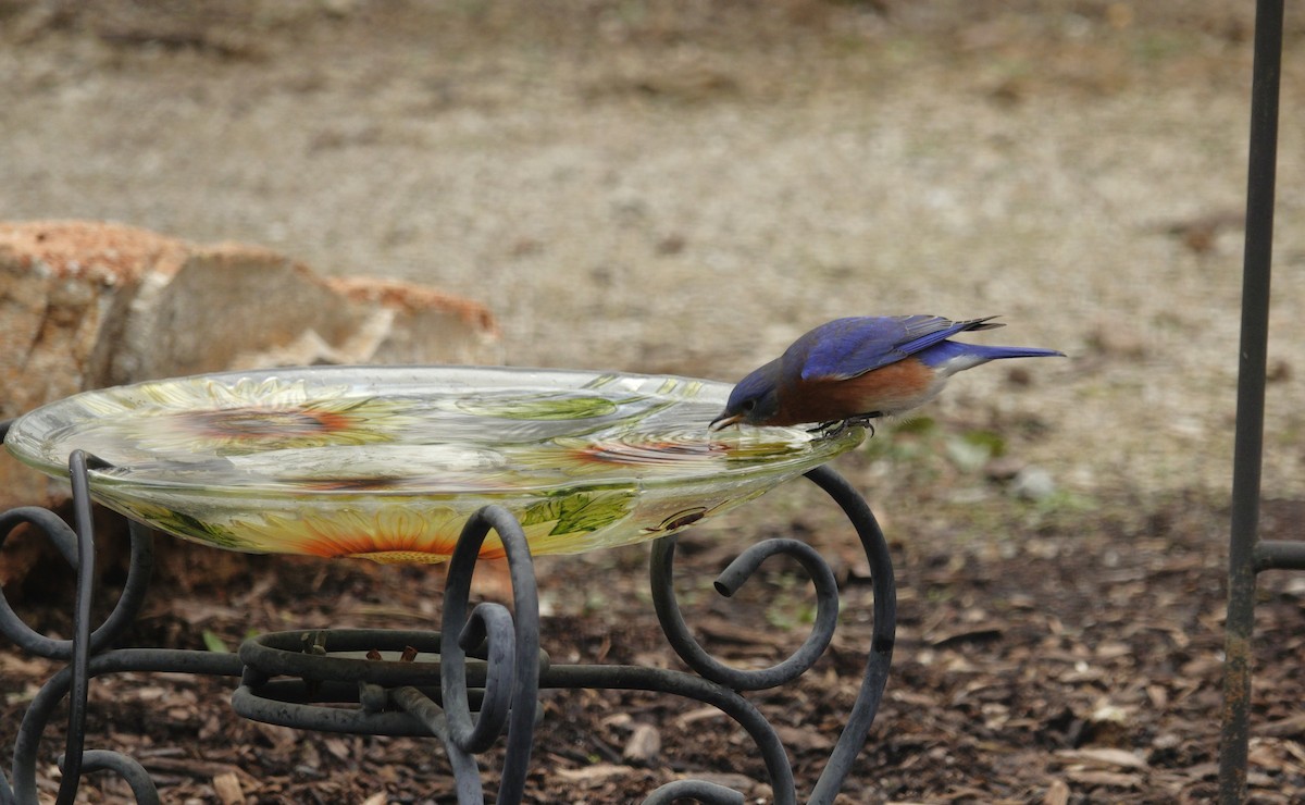 Azulejo Oriental - ML647002903