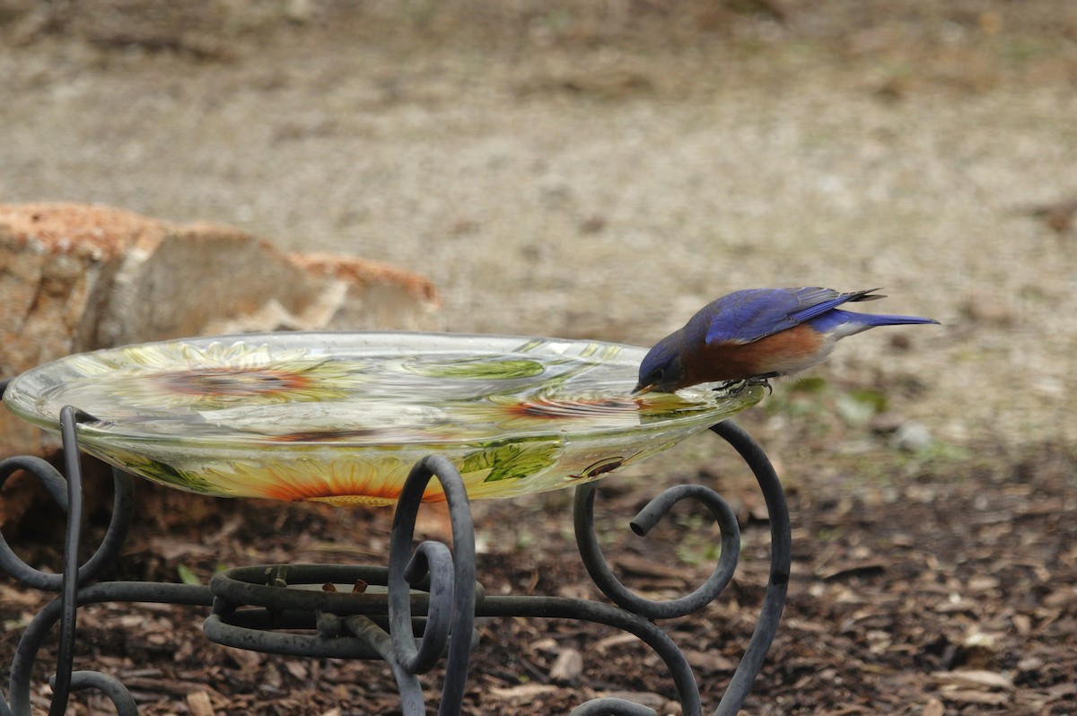 Azulejo Oriental - ML647002904