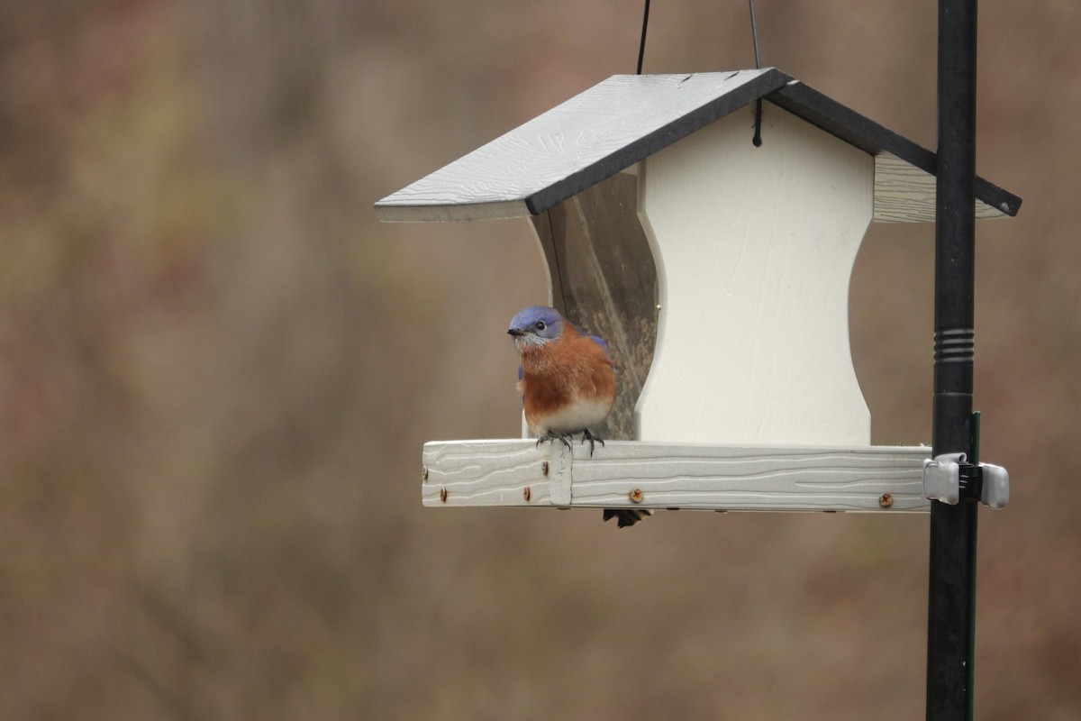 Azulejo Oriental - ML647002905