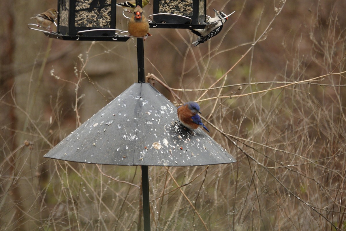 Azulejo Oriental - ML647002907