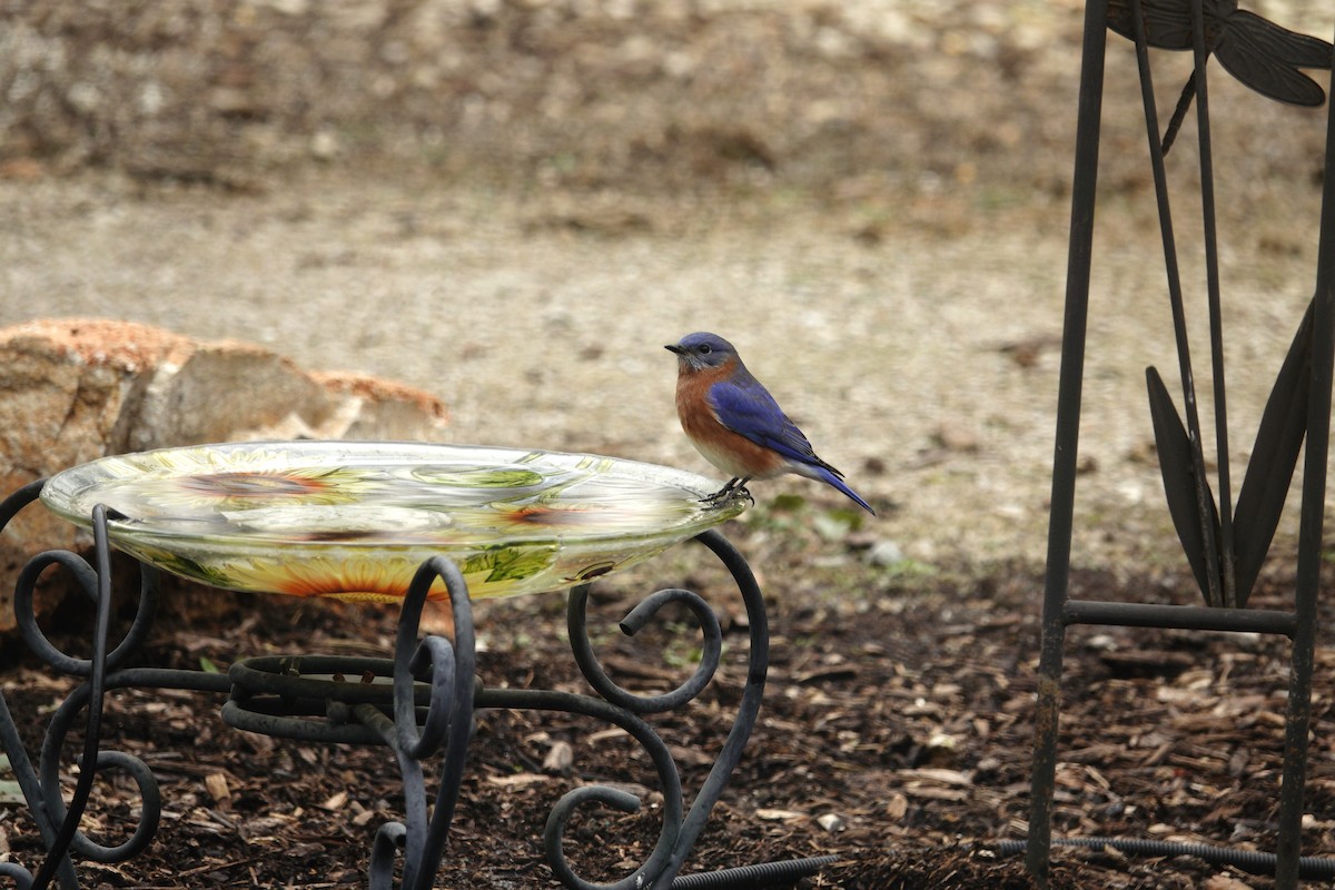 Azulejo Oriental - ML647002908