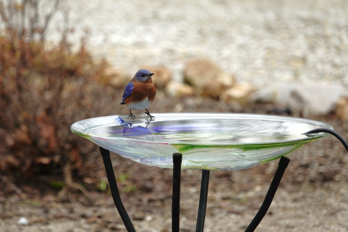 Azulejo Oriental - ML647002909