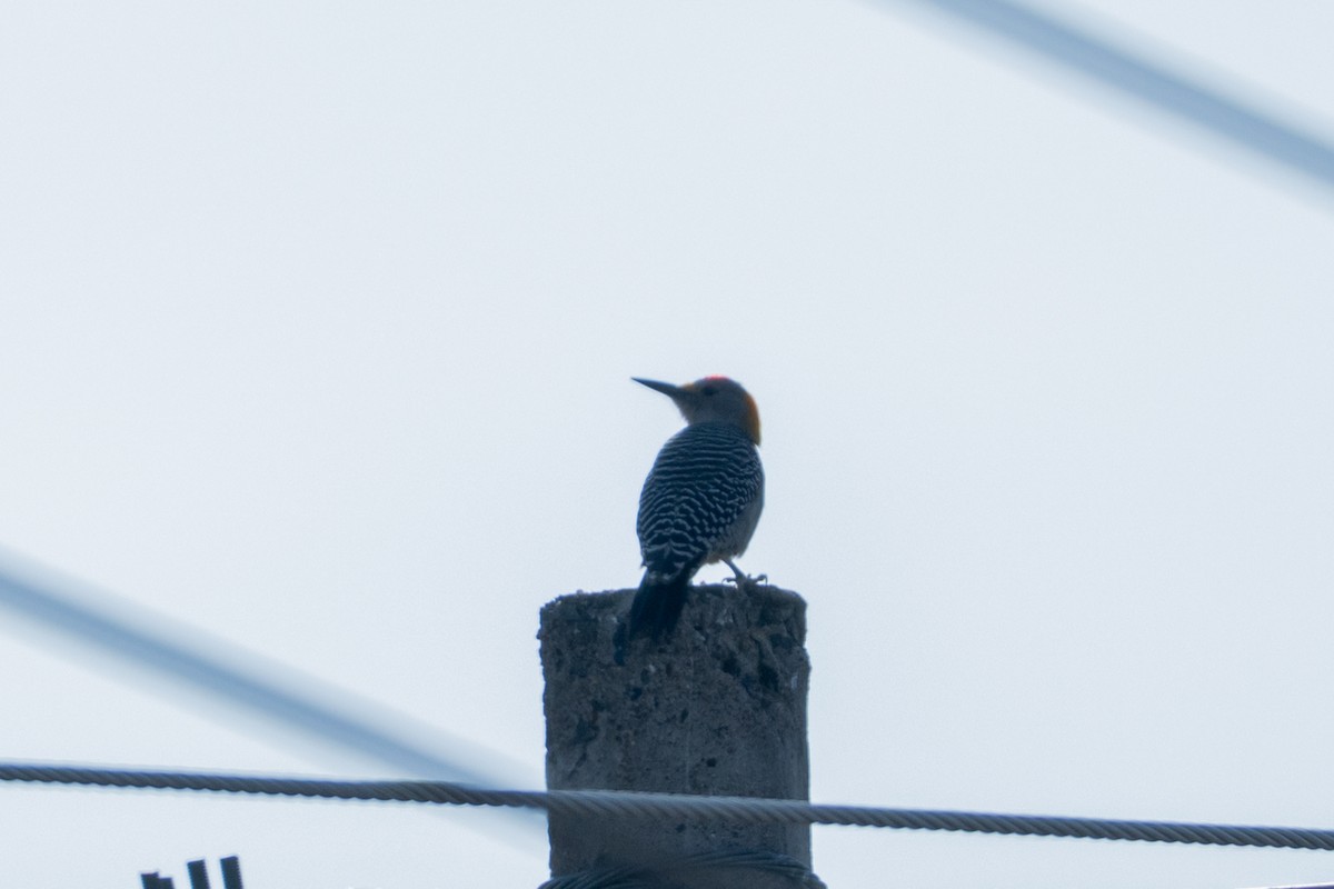 Златолобый дятел - ML647002912