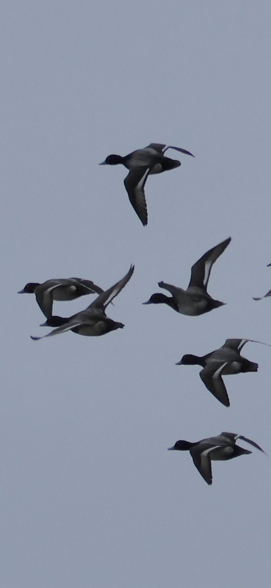 コスズガモ - ML647002916