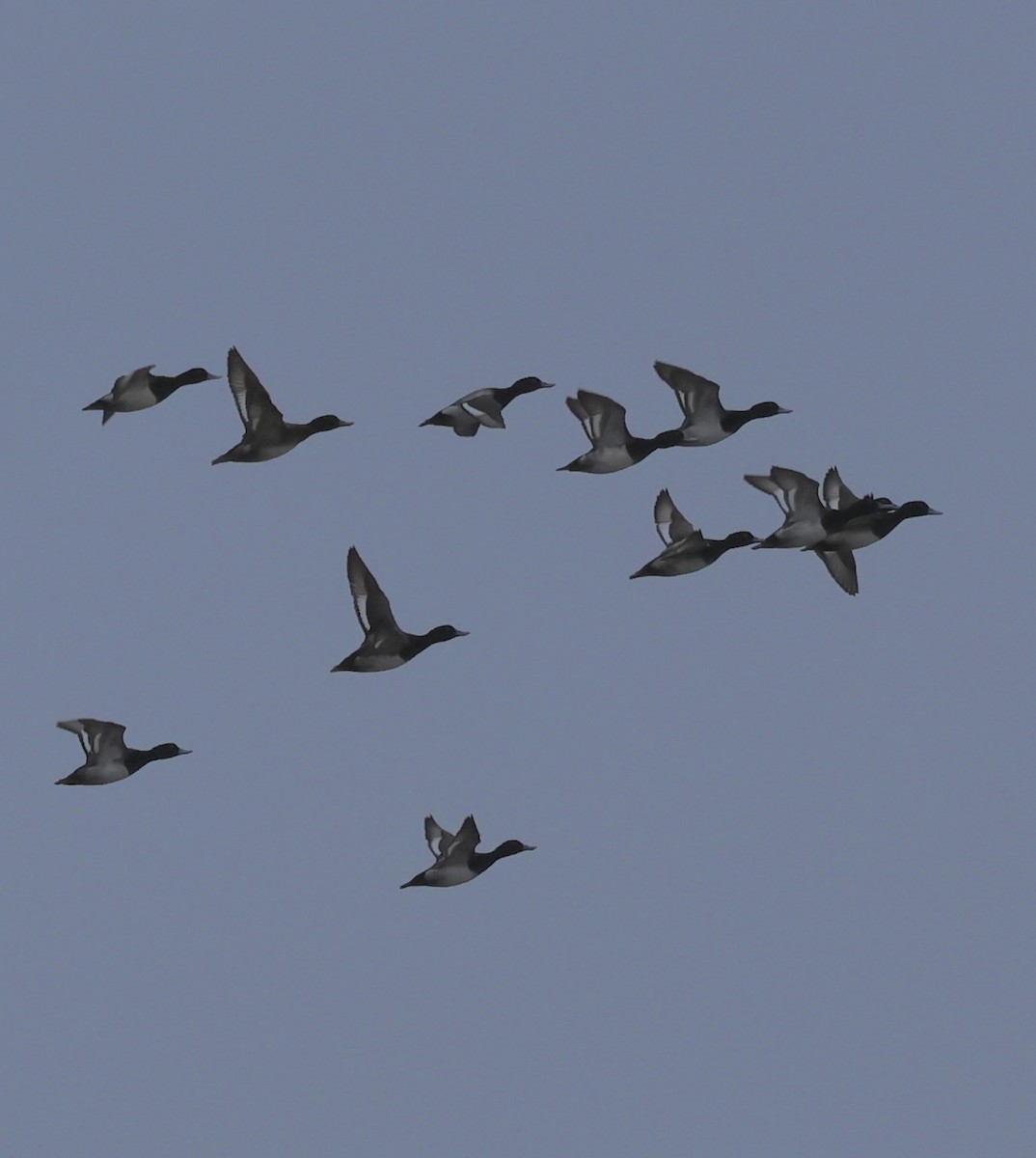 コスズガモ - ML647002917