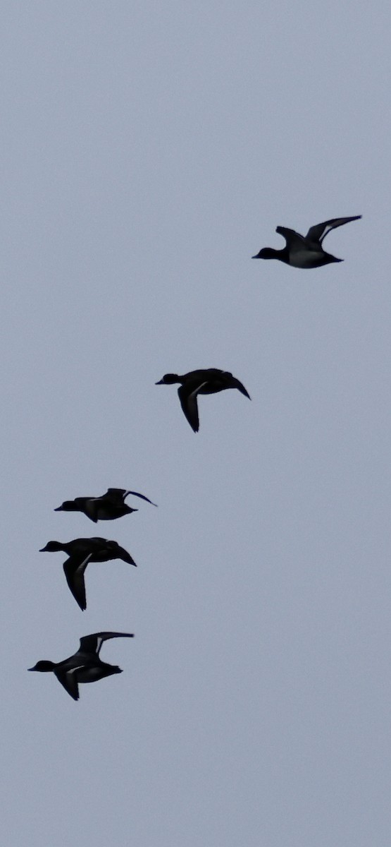 コスズガモ - ML647002918