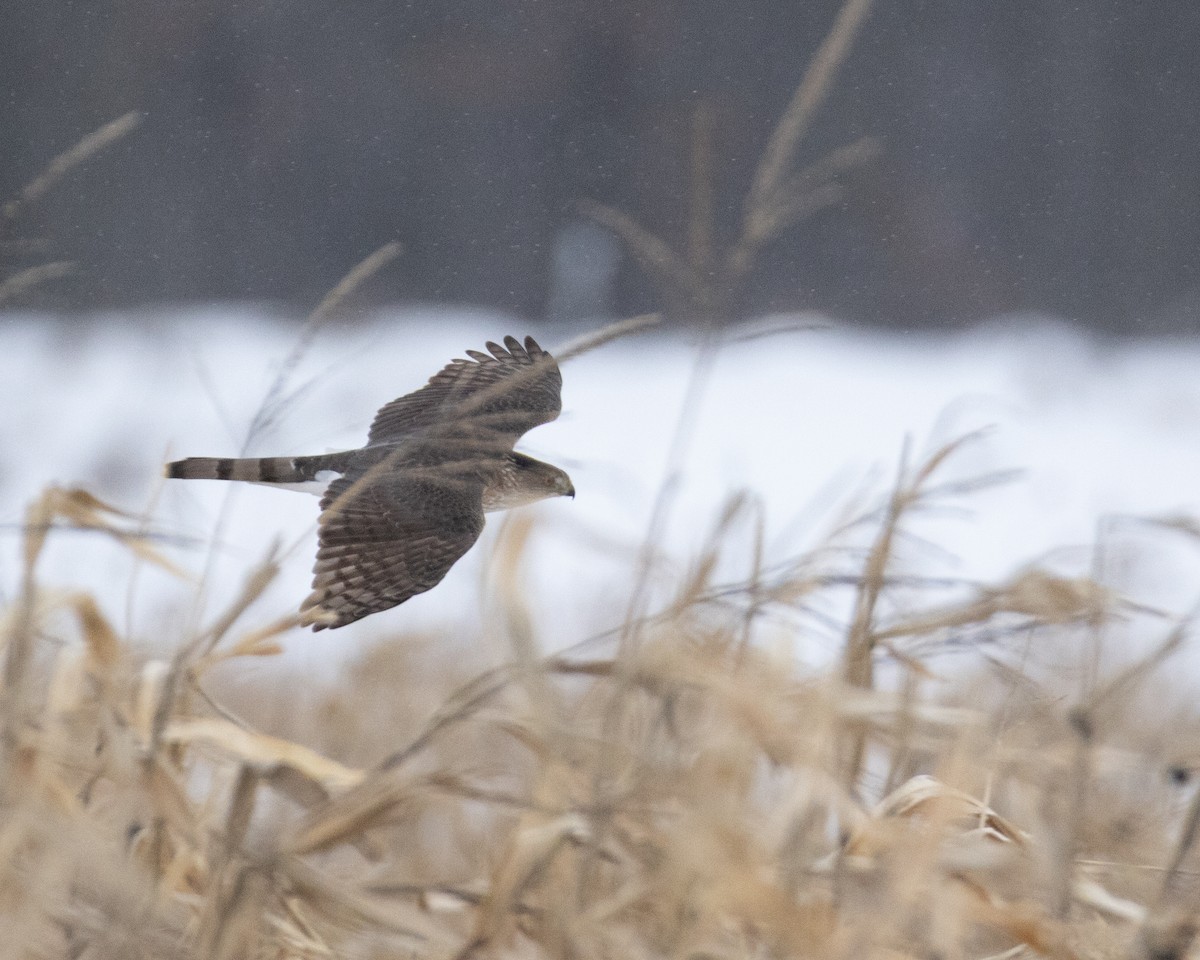 Cooper's Hawk - ML647002920