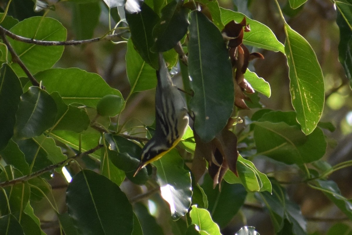 Yellow-throated Warbler - ML647002927