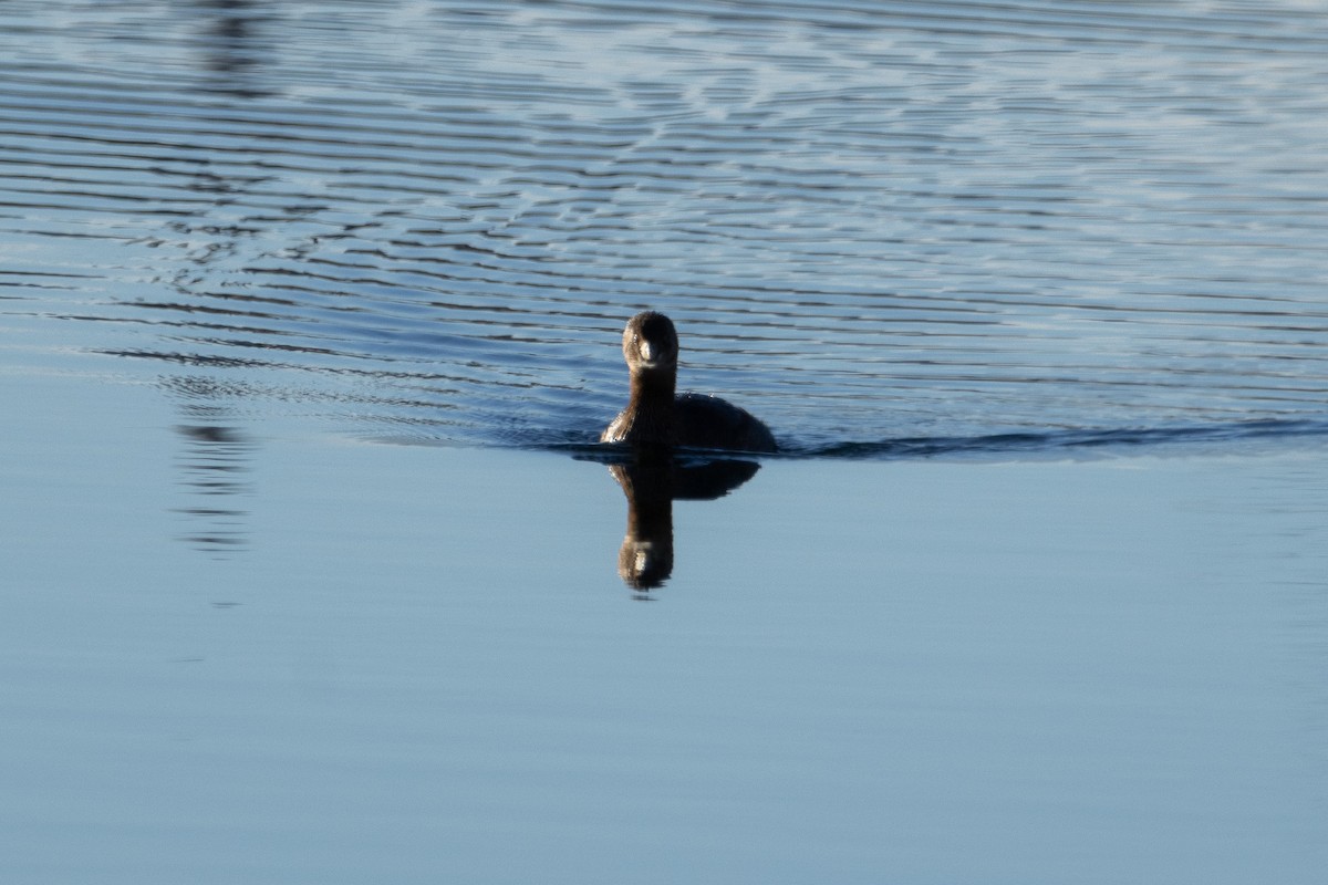 Pied-billed Grebe - ML647002928