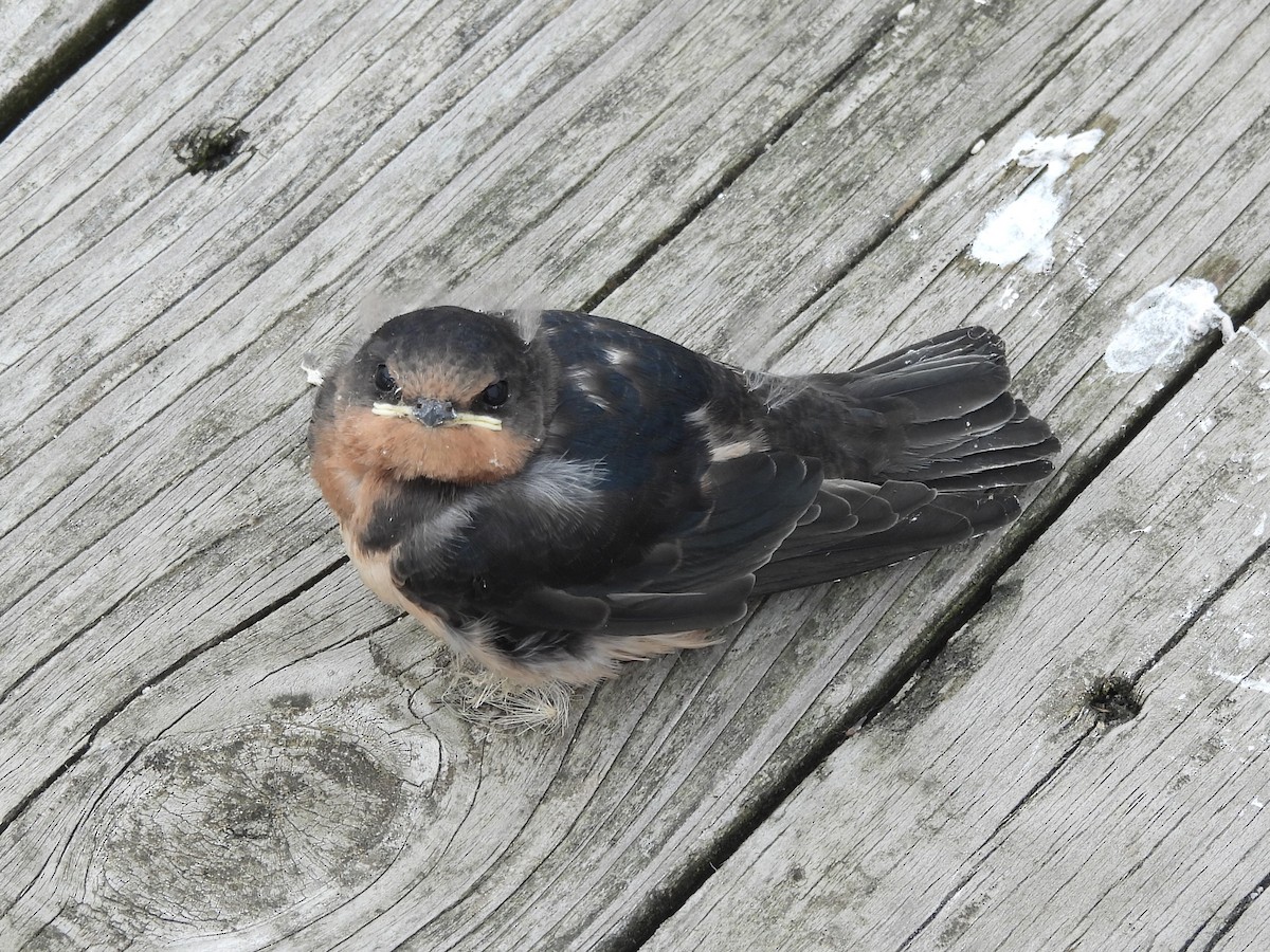 Ластівка сільська - ML647002930