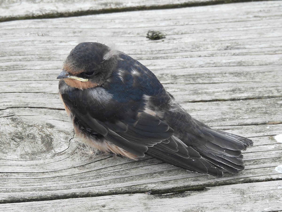 Ластівка сільська - ML647002931