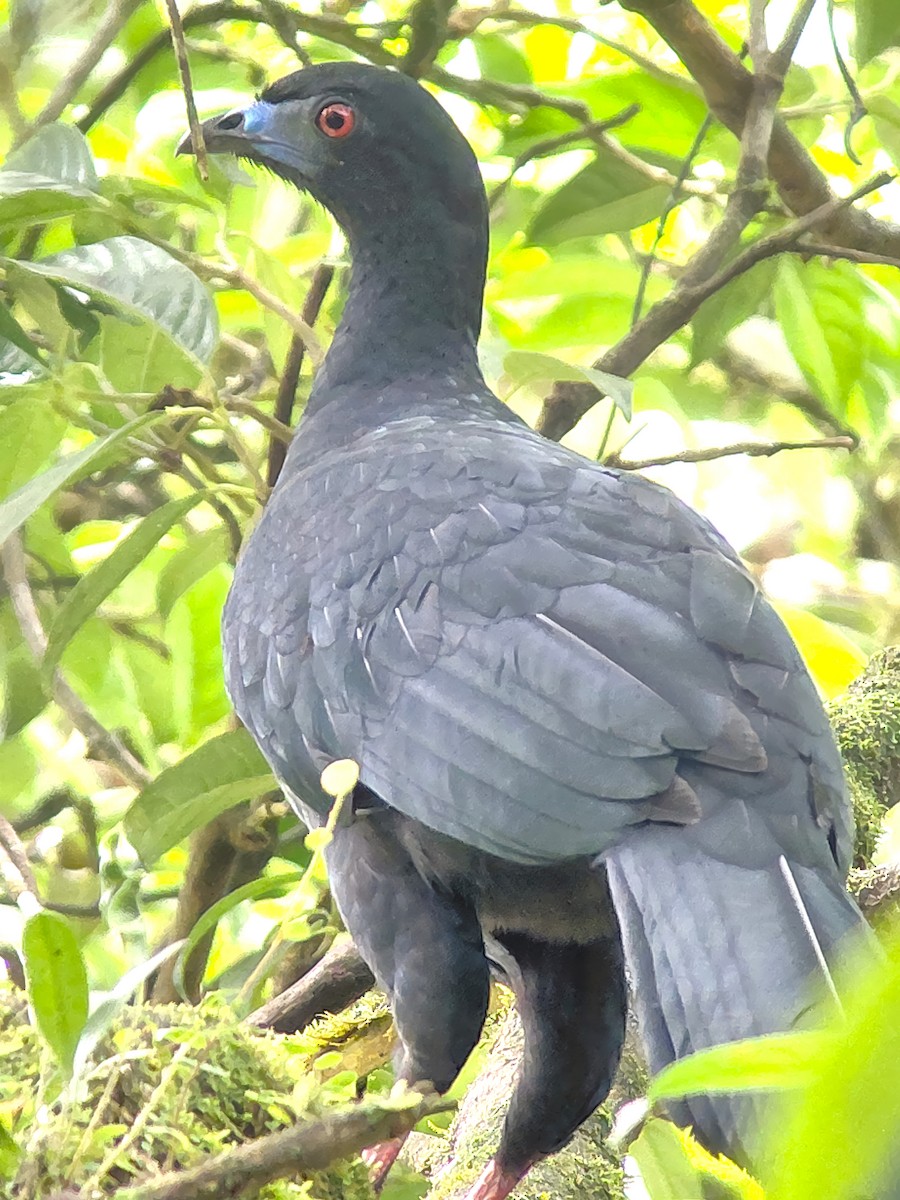 Schwarzguan - ML647002932