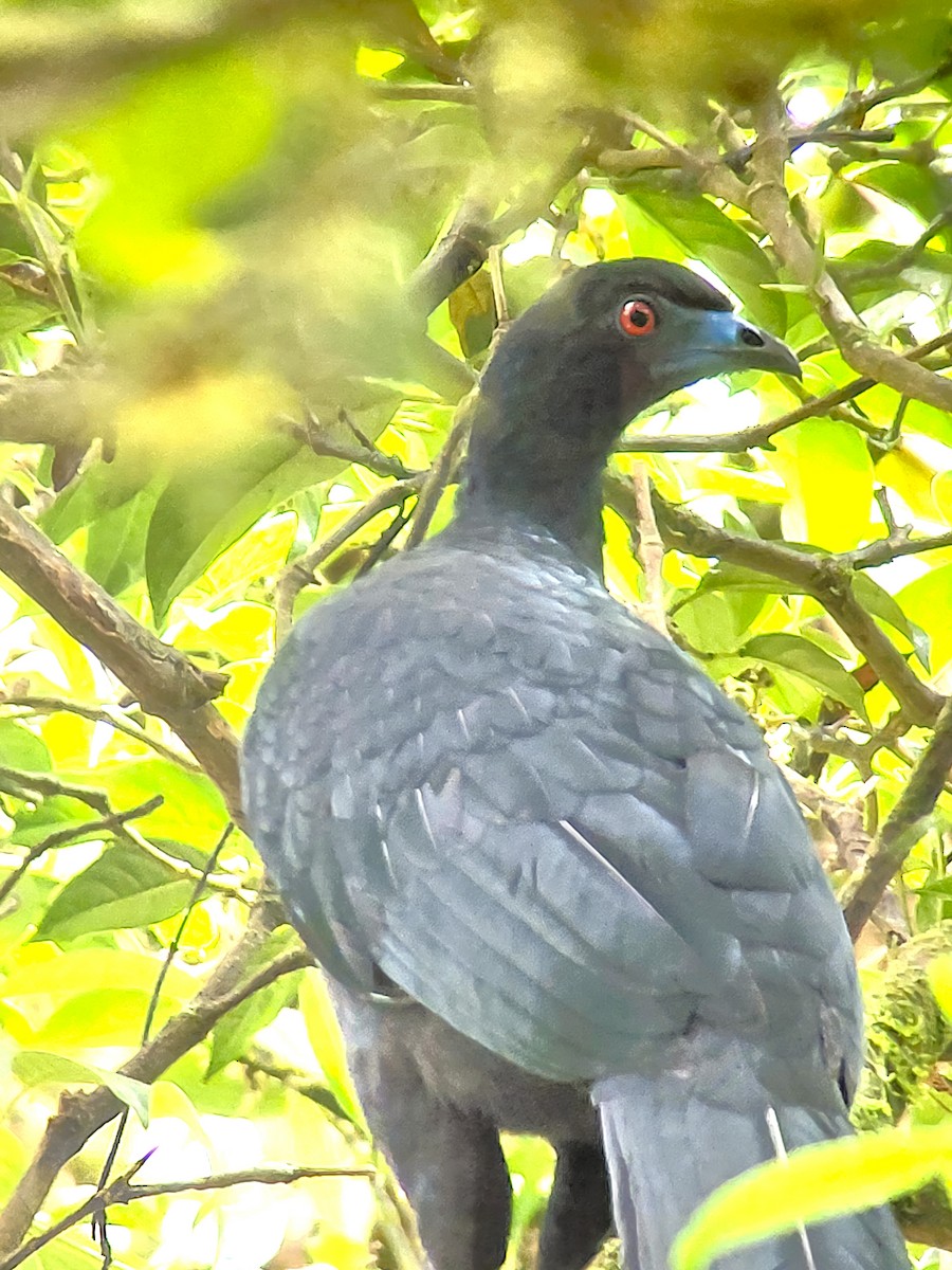 Schwarzguan - ML647002933