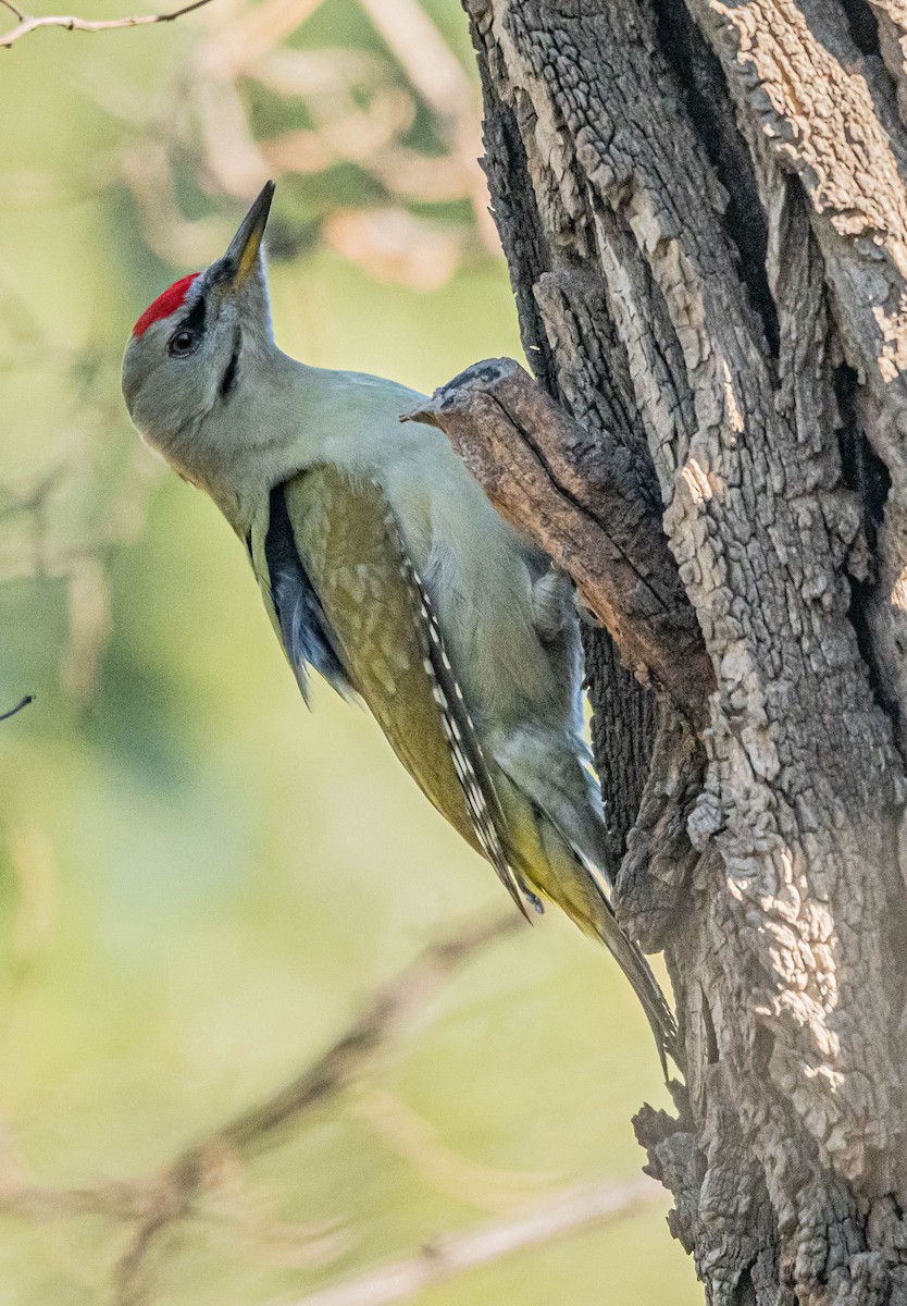 Pic cendré - ML647002935