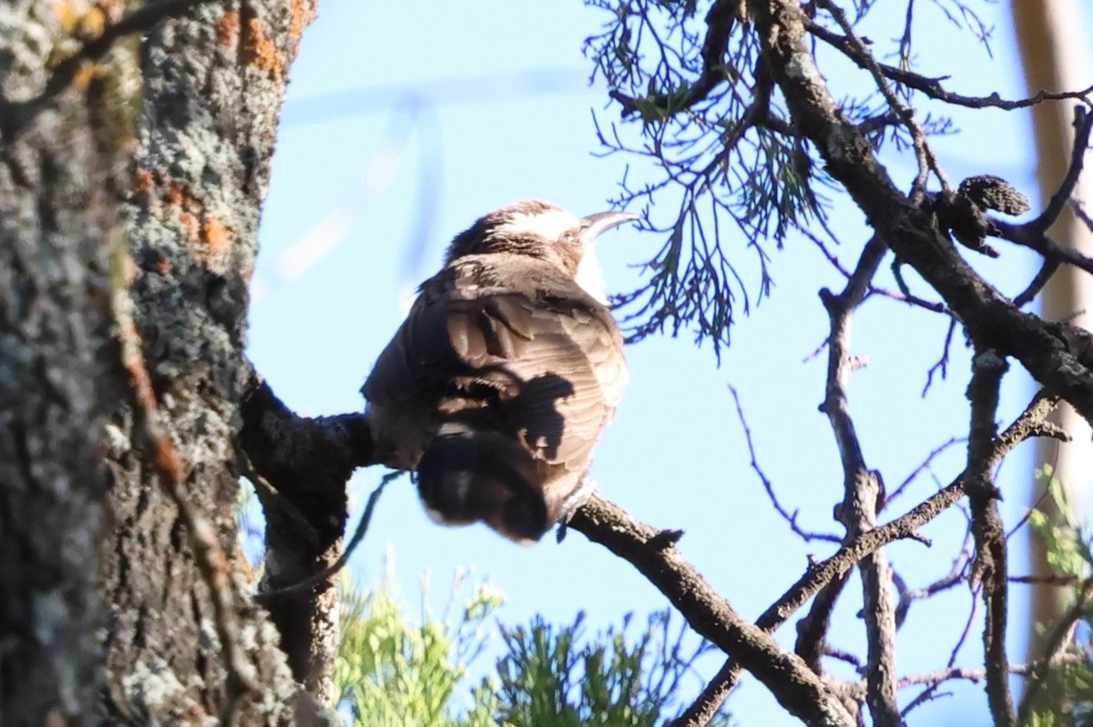 Белобровая яху - ML647002936