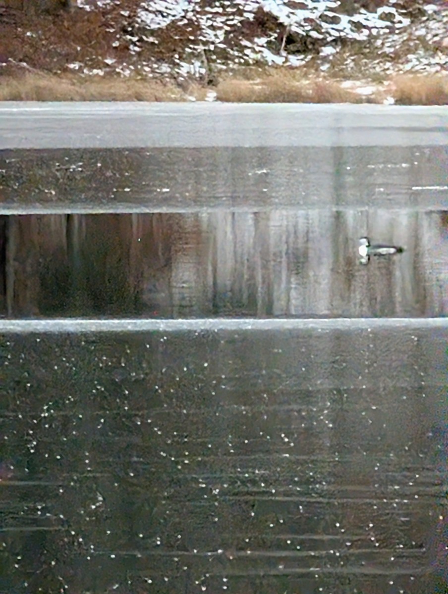 Common Loon - ML647002939