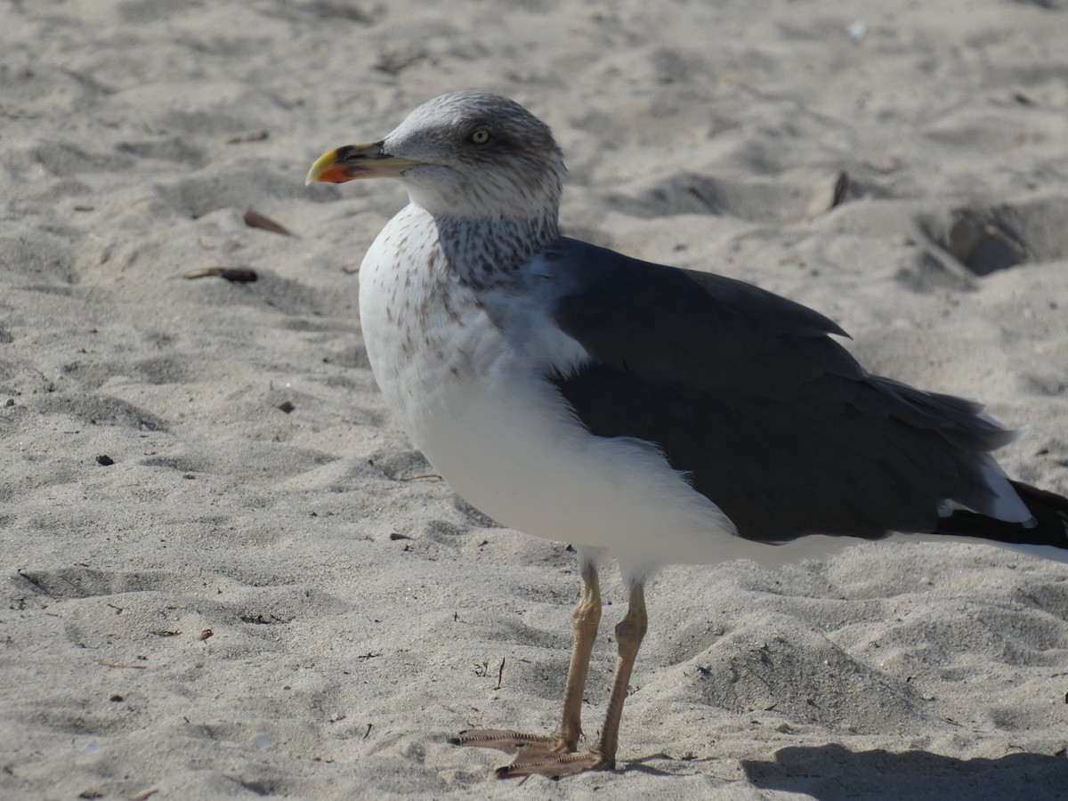 Lesser Black-backed Gull - ML647002941