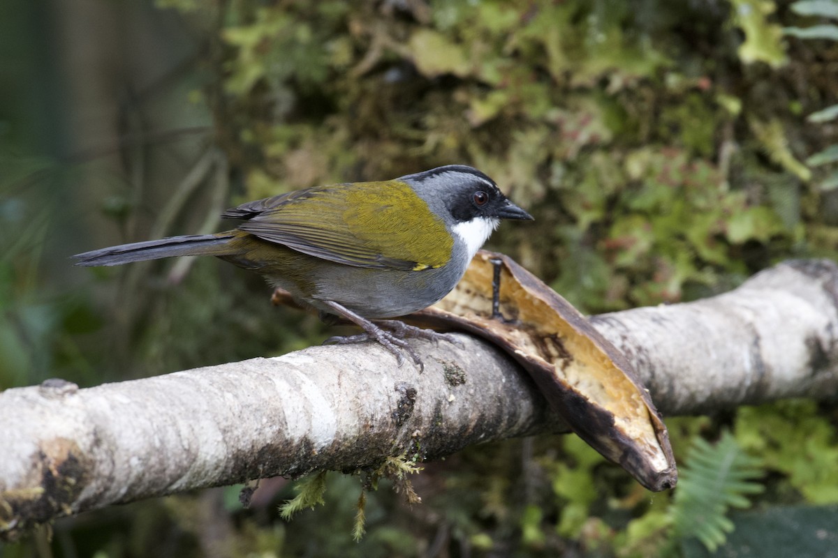 Gray-browed Brushfinch - ML647002943