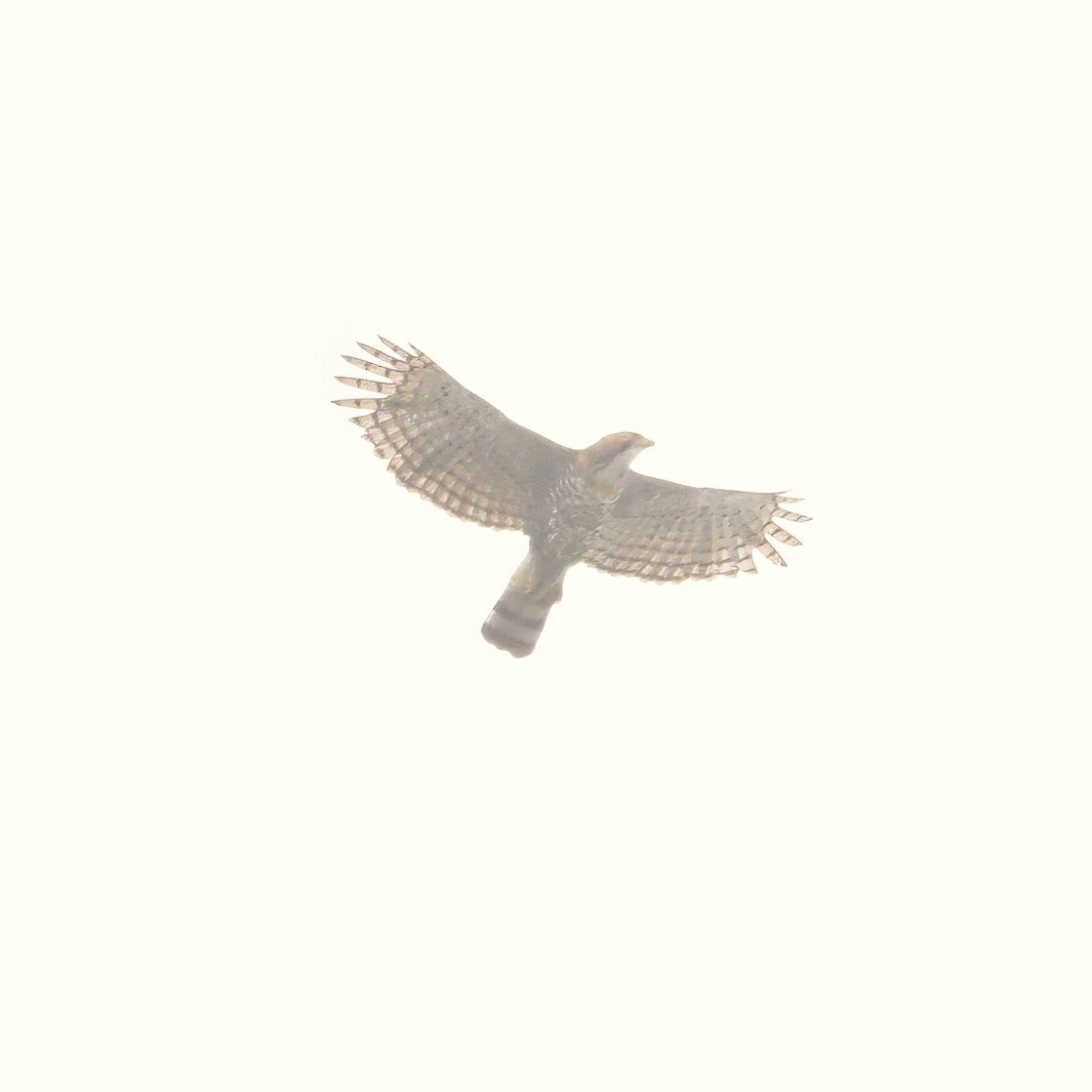 orel zdobený - ML647002945