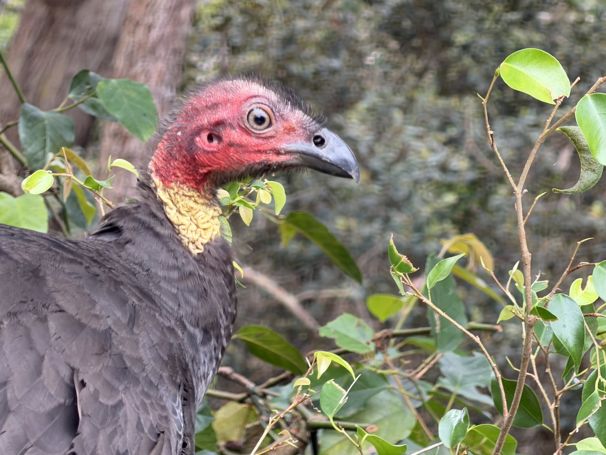 Великоніг східний - ML647002953
