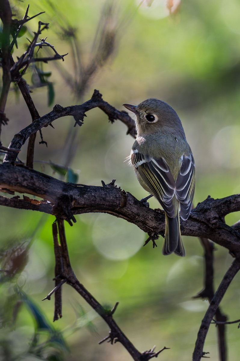 Короткоклювый виреон - ML647002956