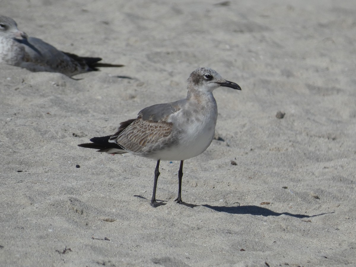 Ацтекская чайка - ML647002957