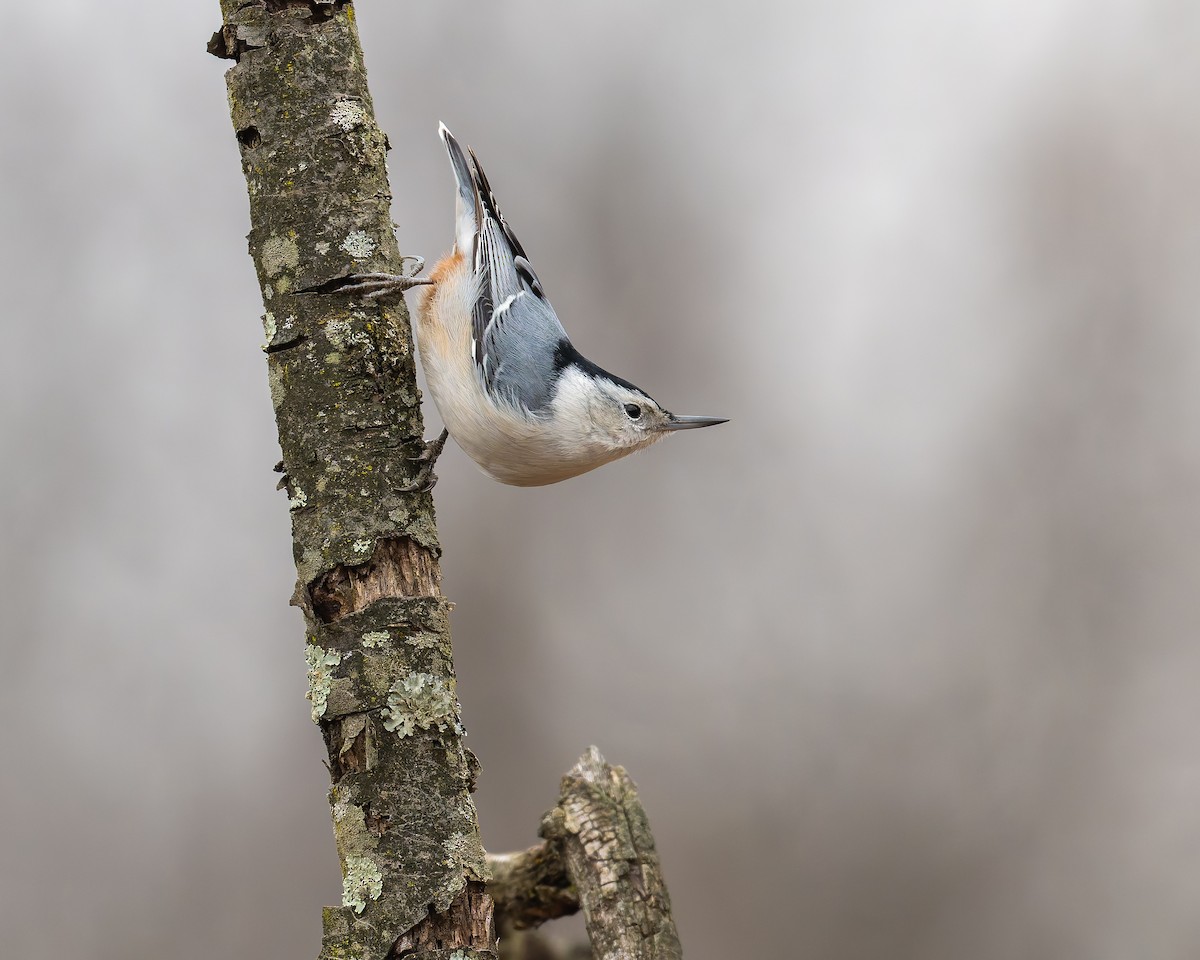 Sittelle à poitrine blanche - ML647002960