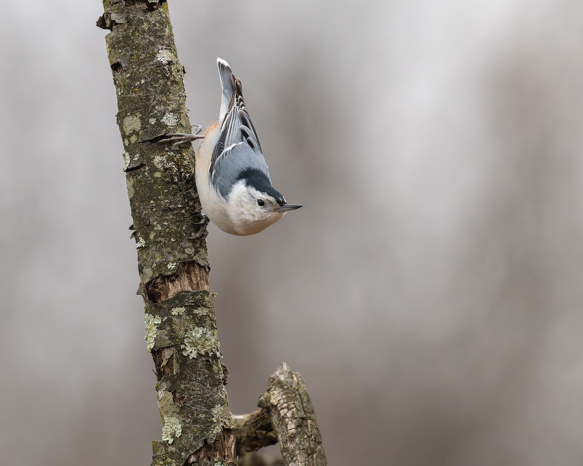 Sittelle à poitrine blanche - ML647002961