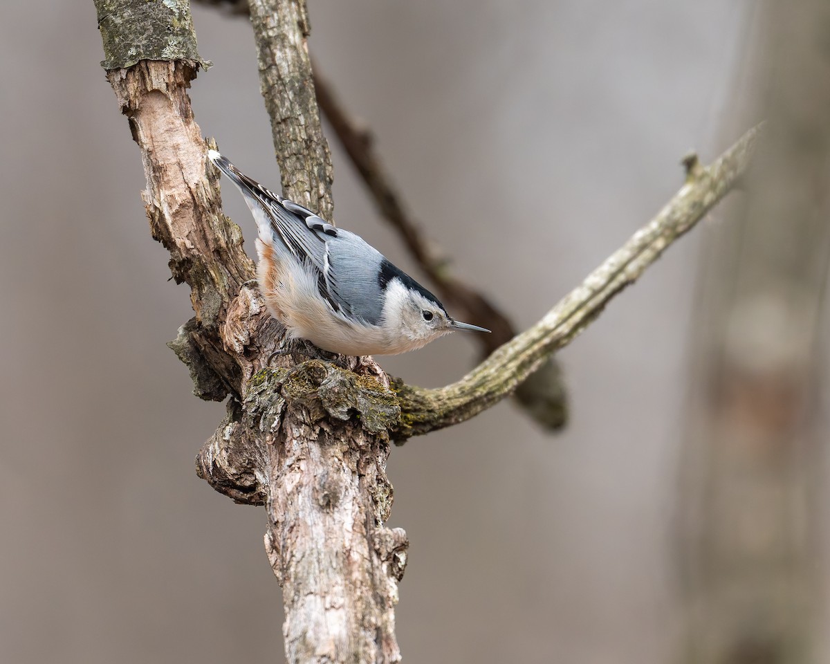 Sittelle à poitrine blanche - ML647002962