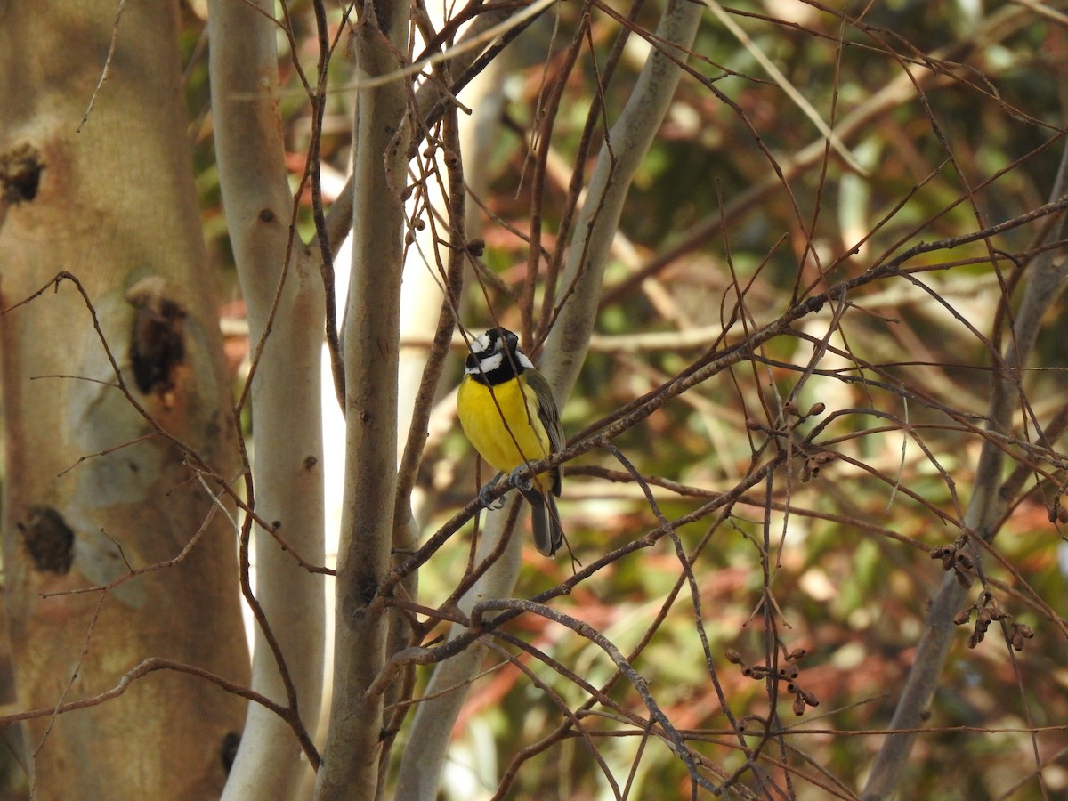 Eastern Shrike-tit - ML647002967