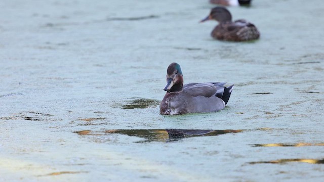 赤膀鴨x綠頭鴨(雜交) - ML647002968