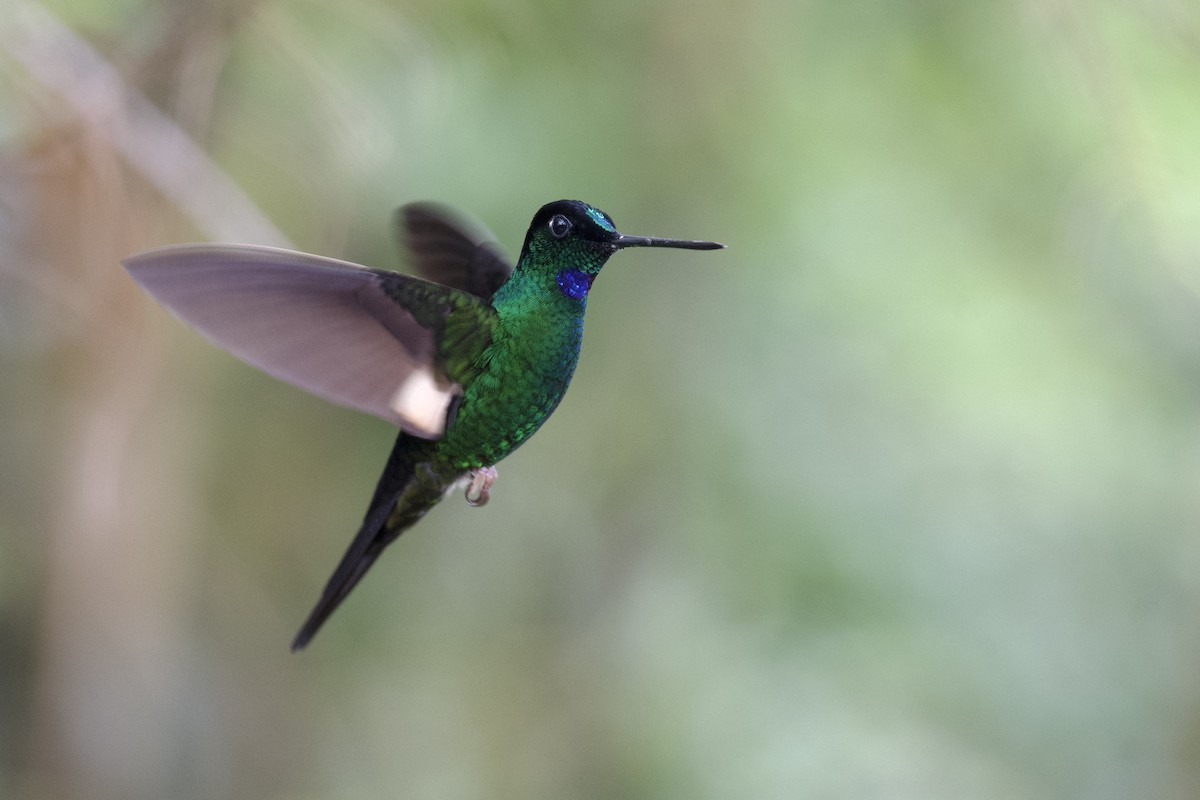 Buff-winged Starfrontlet - ML647002969