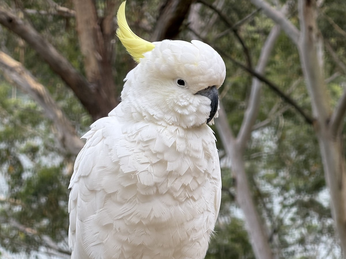 Какаду жовточубий - ML647002970