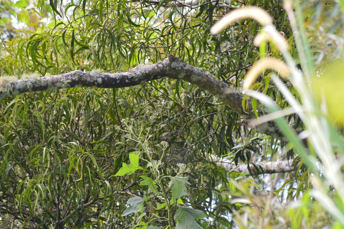 キンバネアメリカムシクイ - ML647002972