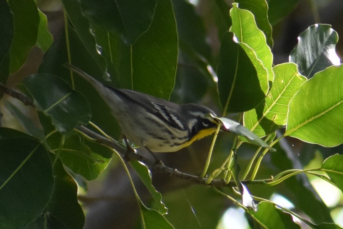 Yellow-throated Warbler - ML647002973