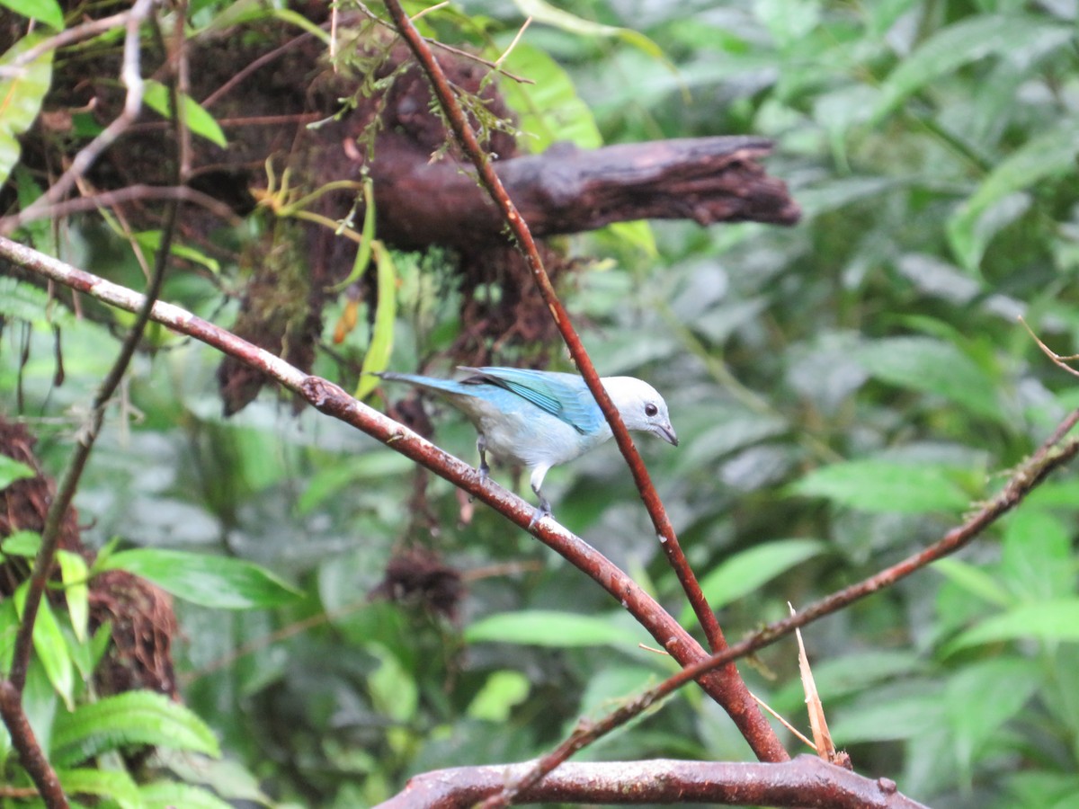 Tangara Azuleja - ML647002976