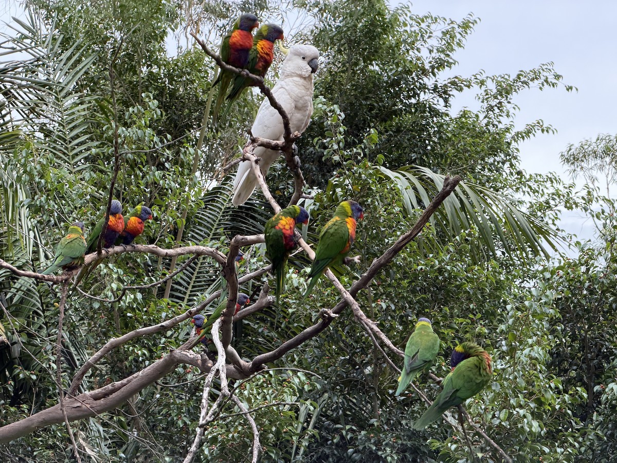 Лорікет синьоголовий - ML647002977