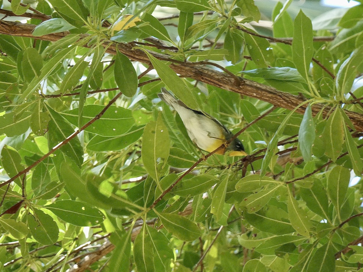 Northern Parula - ML647002978