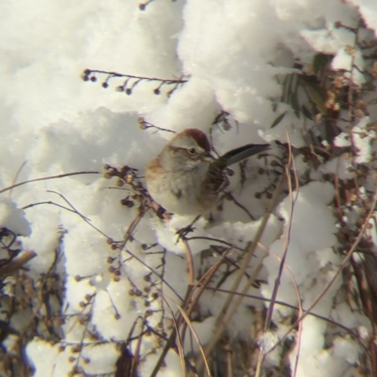 American Tree Sparrow - ML647002980