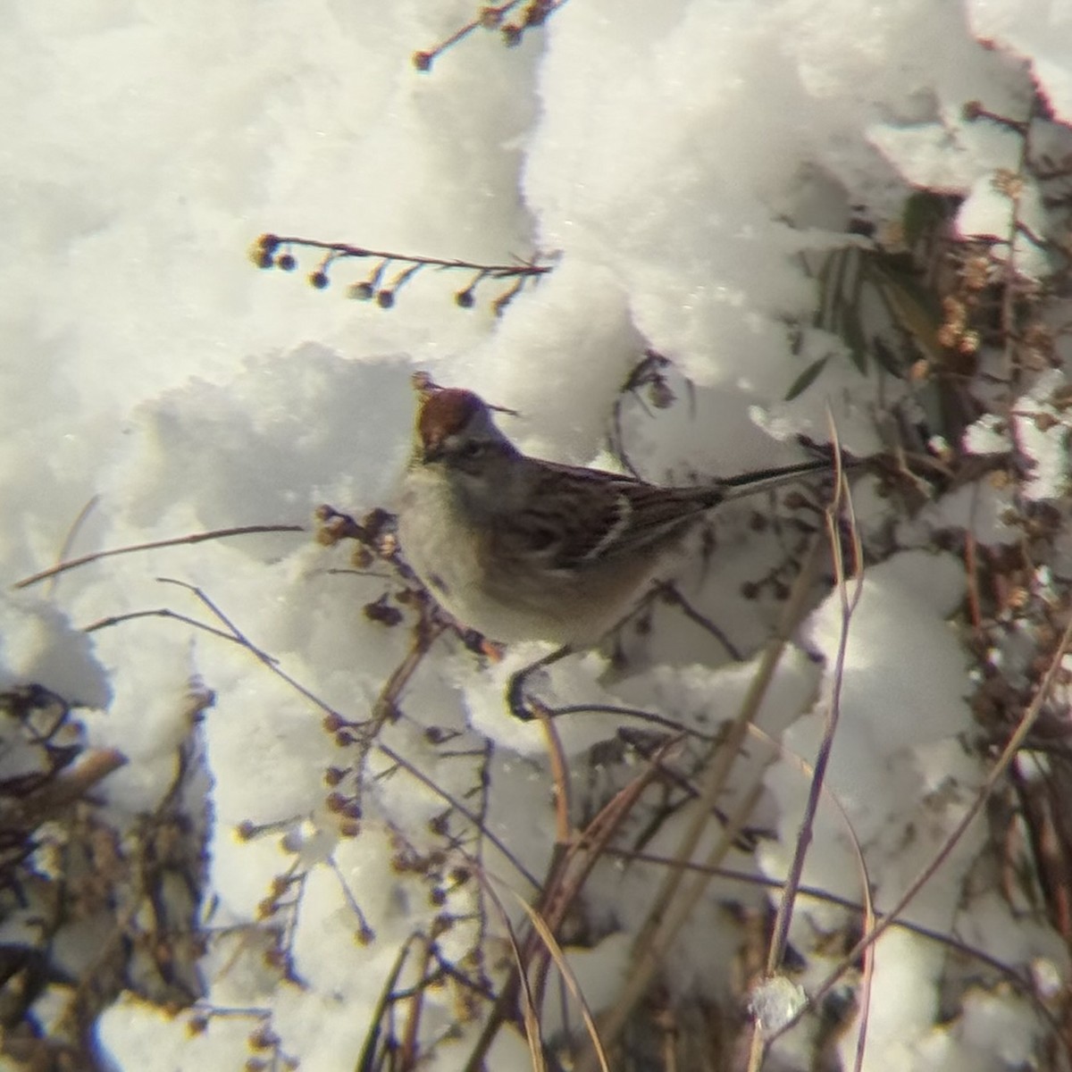 American Tree Sparrow - ML647002981
