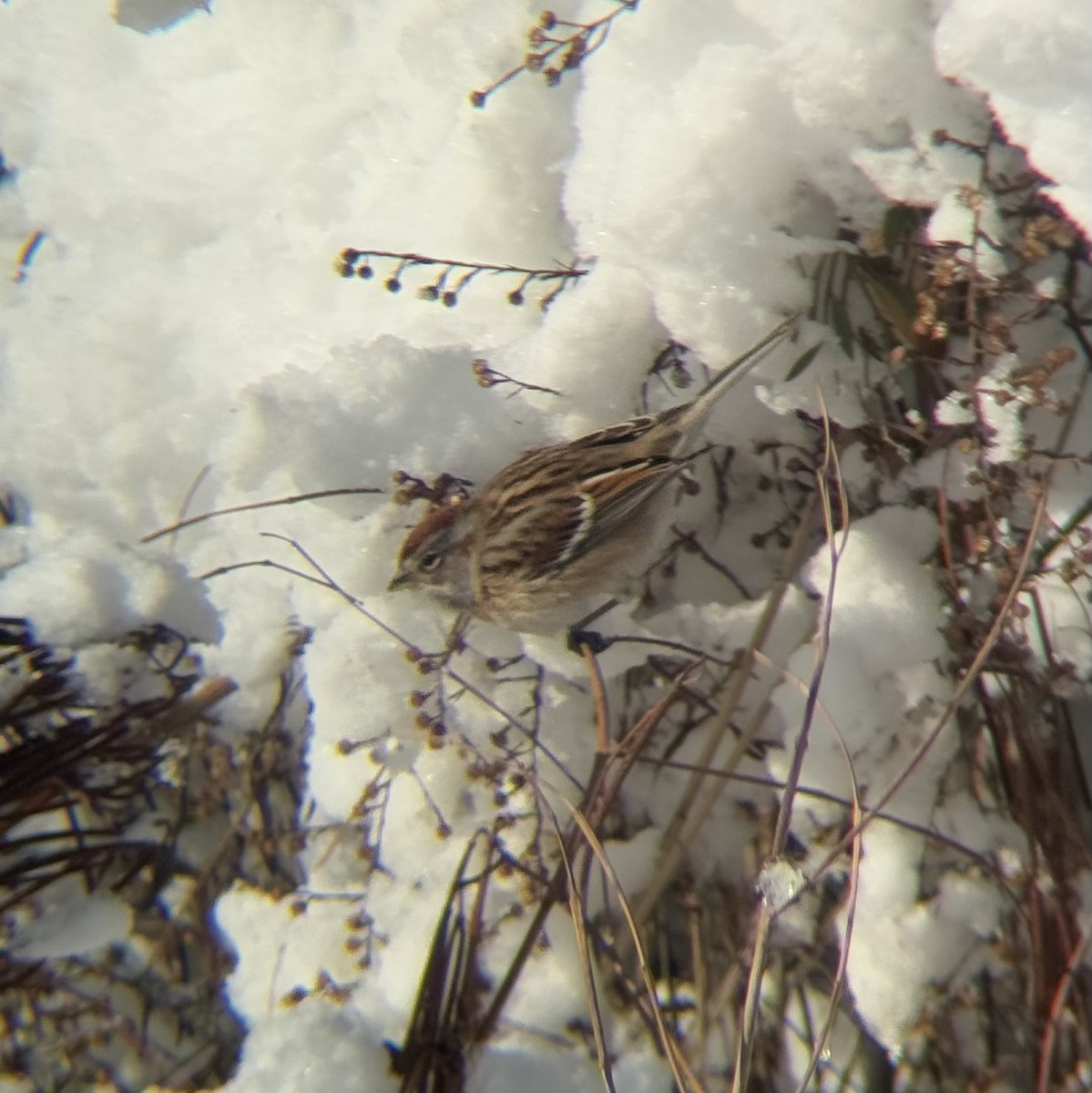 American Tree Sparrow - ML647002982