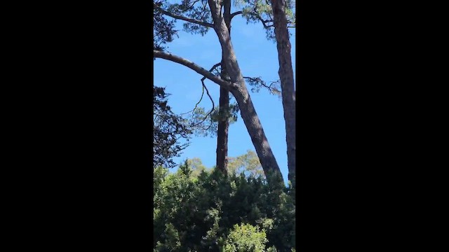 Шуліка довгокрилий - ML647002994