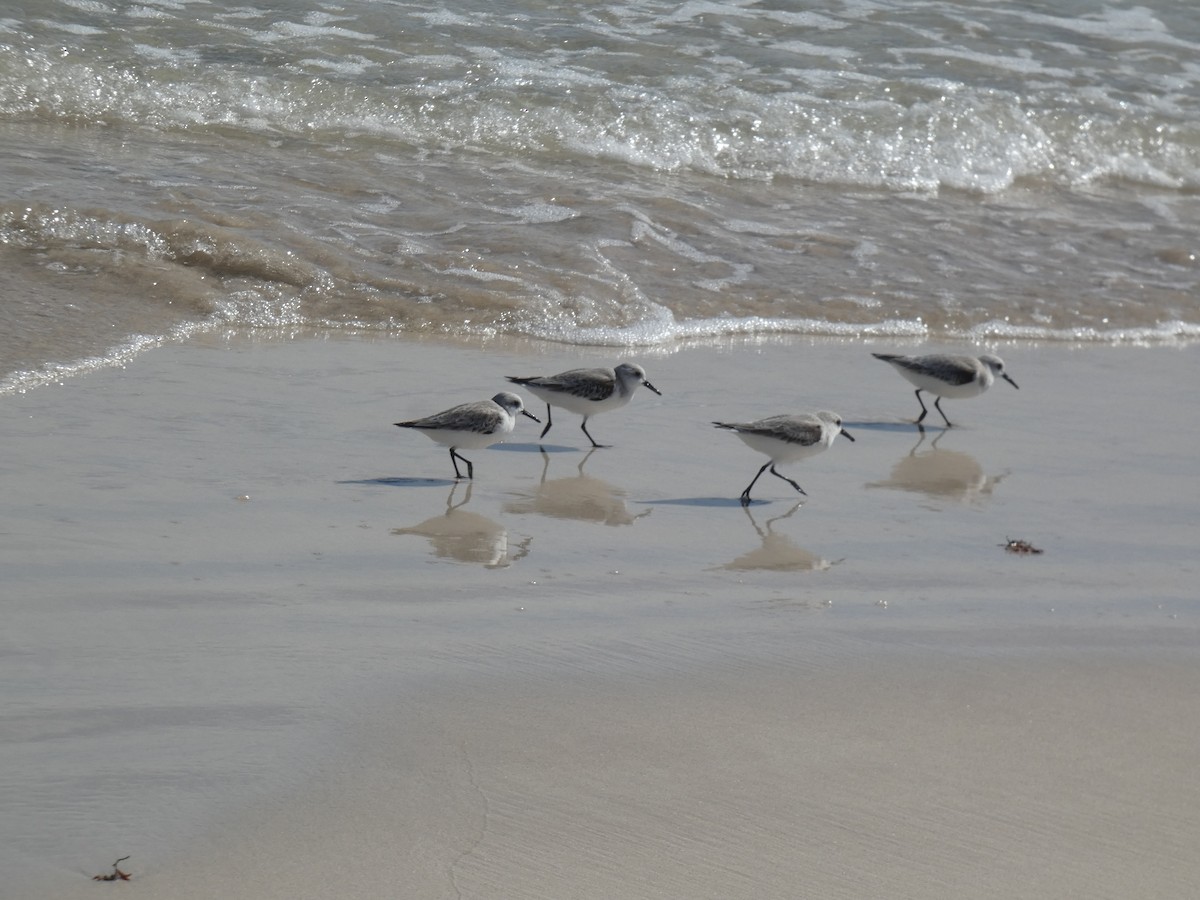 Sanderling - ML647002995