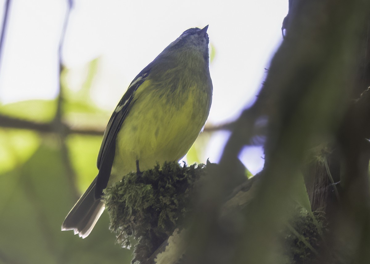 Тиран-крихітка чорноголовий - ML647002998