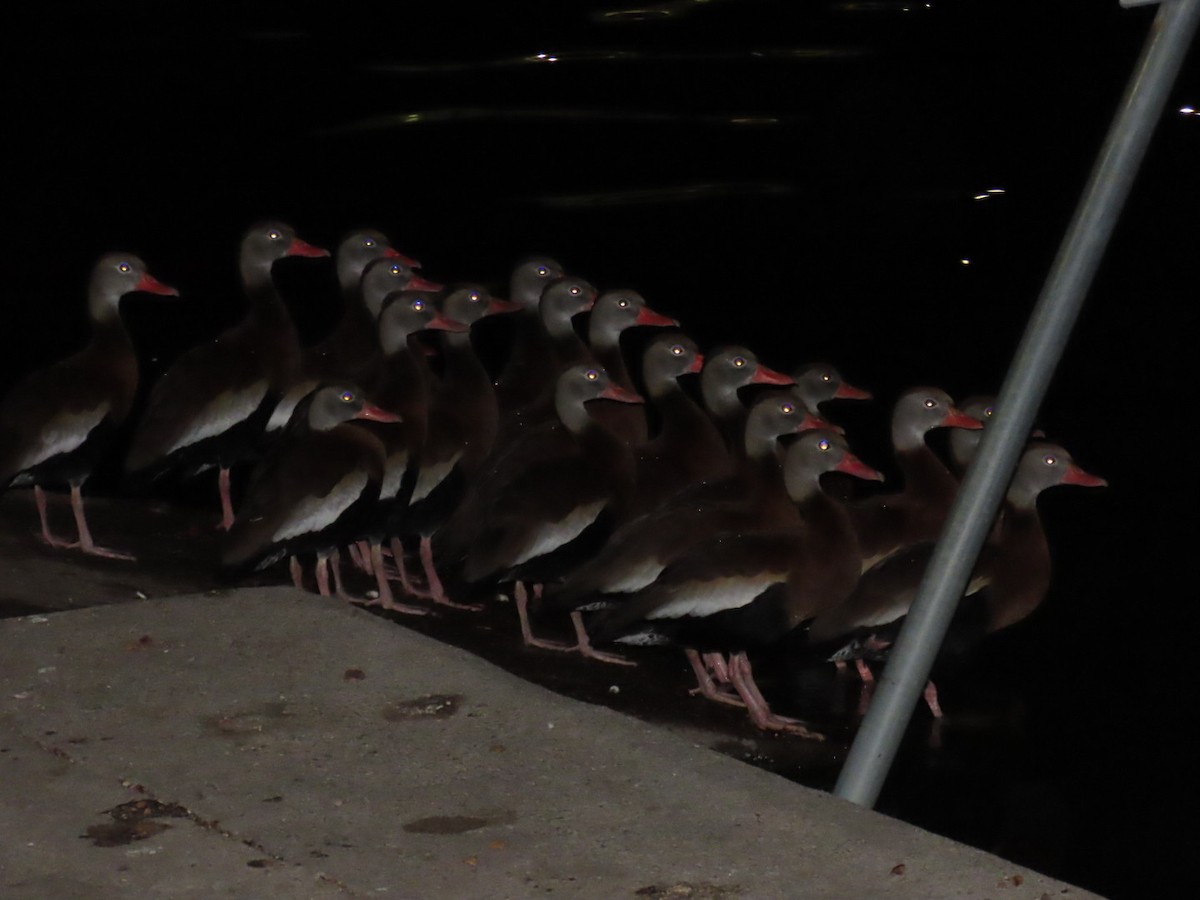 Black-bellied Whistling-Duck - ML647003000