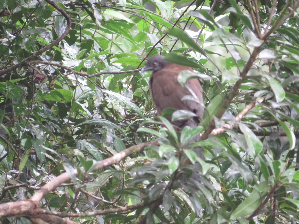 Chachalaca Cabecigrís - ML647003002