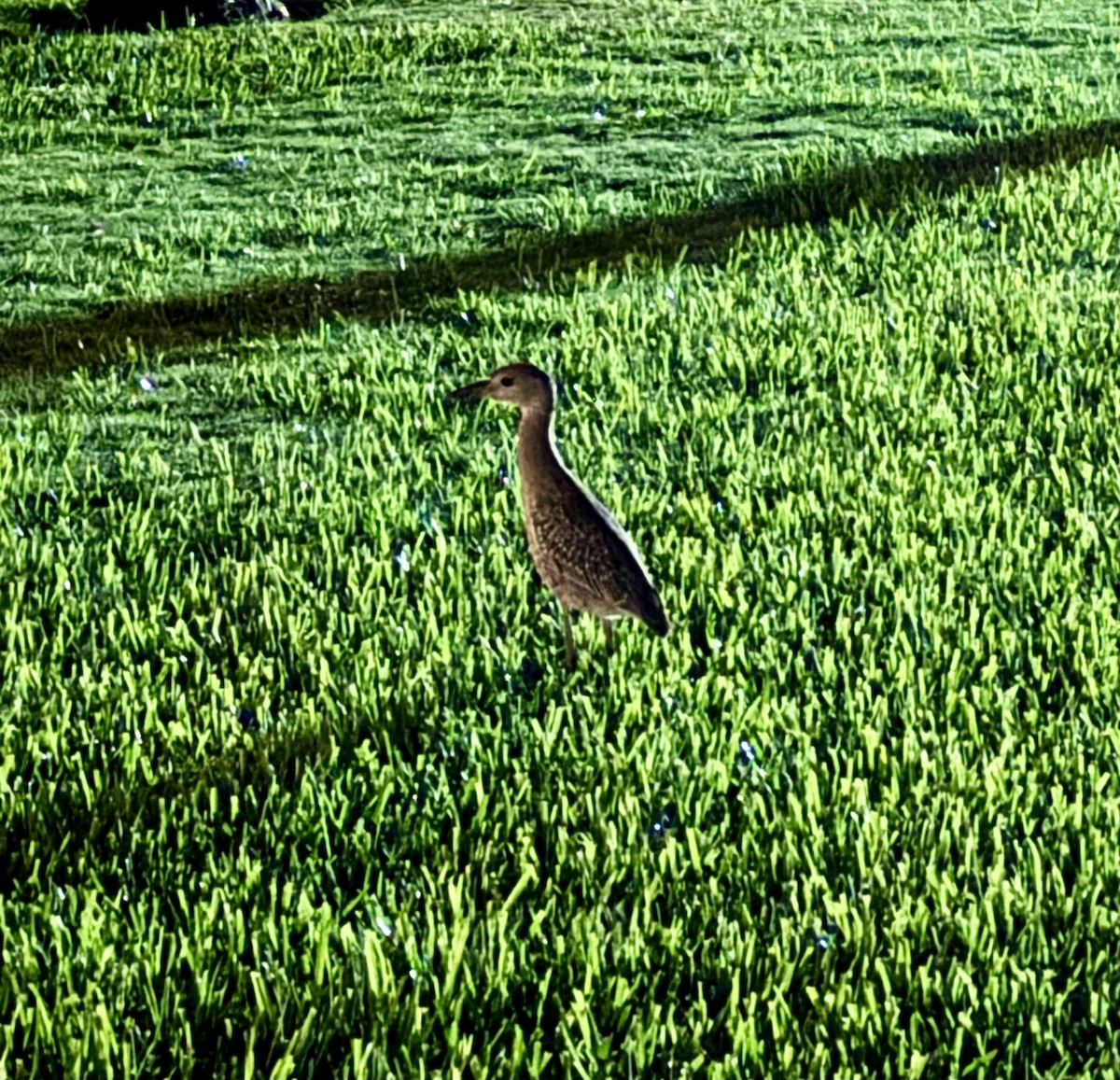 Yellow-crowned Night Heron - ML647003004