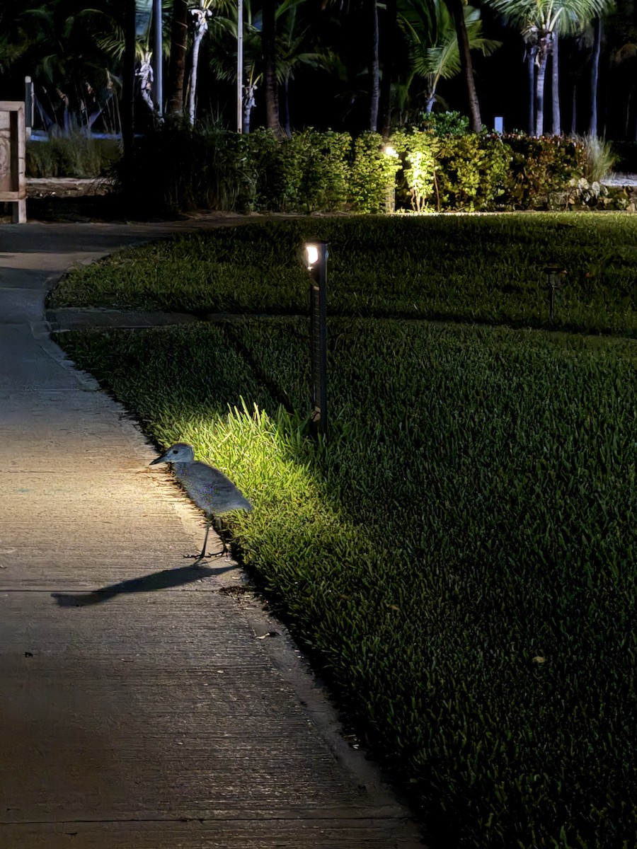 Yellow-crowned Night Heron - ML647003005